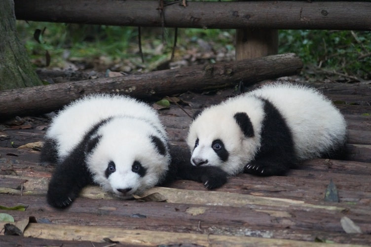 Life in Chengdu | Hutong School